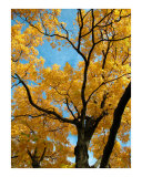 Golden hues of autumnal tree - Cladrastis lutea   called Yellowwood  Botanical Garden Nmphenburg
