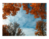 Orange hues of autumnal trees 1