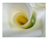 Calla Lilly 2