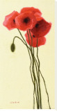 Pavots Rouge I