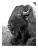 Buffalo 21