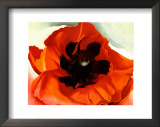 Poppy