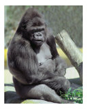 Big Gunns Gorilla