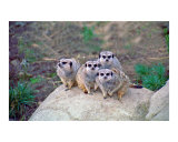 4 Meerkats Peering