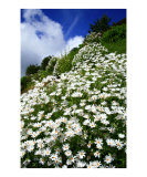 Daisies