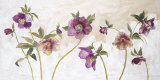 Helebores
