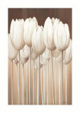 Timless Tulips