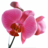 Pink Orchid