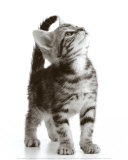 Curious Cat