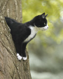 Attentive Cat
