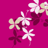Fuchsia Kerala