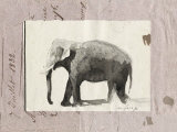 The Elephant