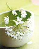 Little Flowers
