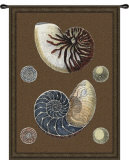 Nautilus