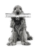 Dog News
