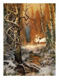 Winter Scene in the Karelian Birch Forest