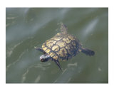 Tommy turtle