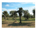 Grottoes Of Catullus 2 - Olive trees