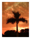 Blaze of Coral