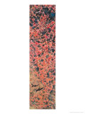 Twin Swallows Fly Through Red Blossoms
