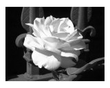 White Rose at the Gate