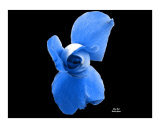 Blue Bud