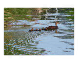 Mama Duck