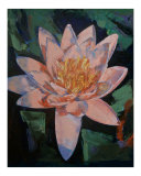 Pink Water Lily