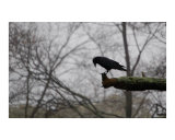 Pensive Crow