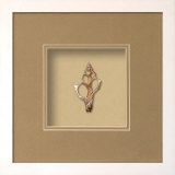 Fox Shell (Beachcomber Collection)