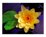 Yellow Water Lily