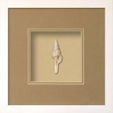 Fusinus Shell (Beachcomber Collection)