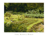 12th Century Taro Patch  Kohala  Hawaii