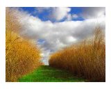 Prarie path
