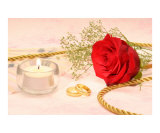 Rose With Wedding Rings