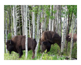Aspen Bison