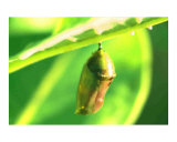 Monarch Chrysalis