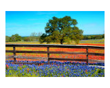 Flowers Fence and Oak 1