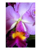 Hawaii Watercolor Flower 7