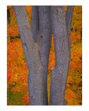 Armonk Colorful Trees