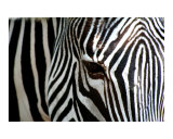 Zebra-02