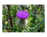 Scotch Thistle 01
