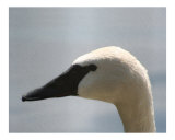 Trumpeter Swan