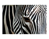 Zebra-02 Paint