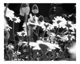 Summer Dreams