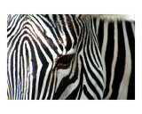 Zebra-01