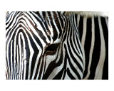 Zebra-01 Paint