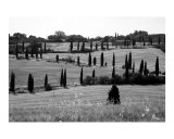 Cypress Trees in Tuscany