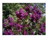 Lilac Branches