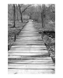 Boardwalk in Forest